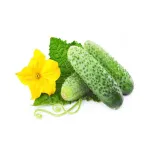 بذر خیار خاردار خارجی پرگل 0
