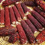 بذر بیبی ذرت قرمز وانیاسید 0