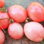 بذر گوجه فرنگی تخم مرغی صورتی تایلندی 0
