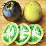 بذر گوجه فرنگی سبز آبی واگنر 0