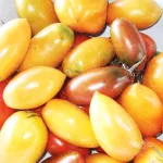بذر گوجه فرنگی موزی نارنجی 0