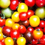 بذر گوجه فرنگی میکس ریز 0