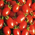 بذر گوجه زیتونی قرمز درختی وانیاسید 0