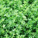بذر یونجه آرکا بذر ایرانیان 0