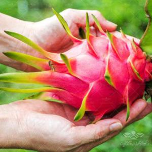 بذر خانگی دراگون آرکا بذر ایرانیان