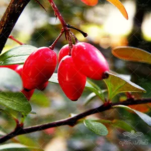 بذر خانگی زرشک آرکا بذر ایرانیان
