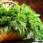 بذر شوید آرکا بذر ایرانیان 0